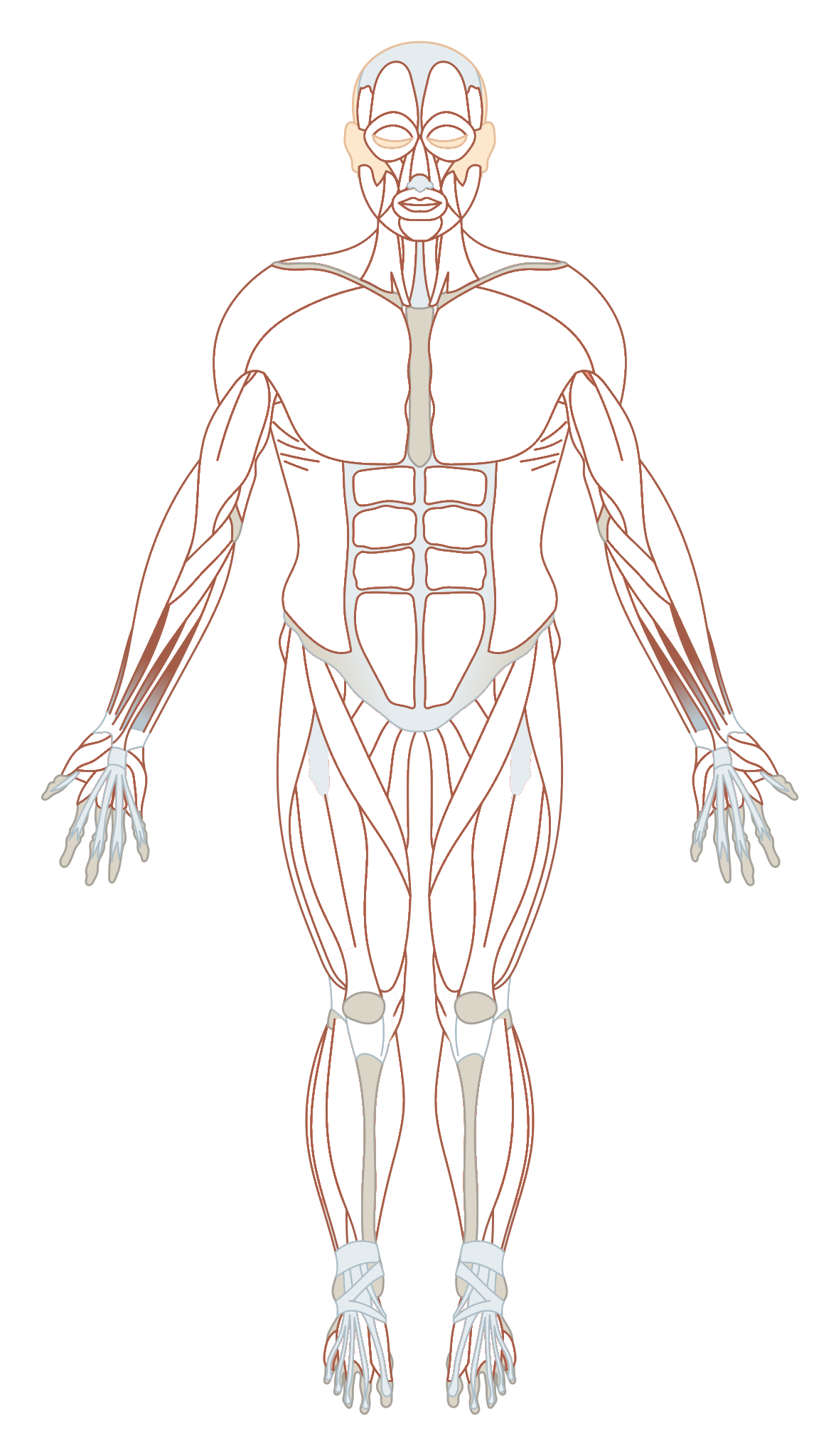 Human muscle